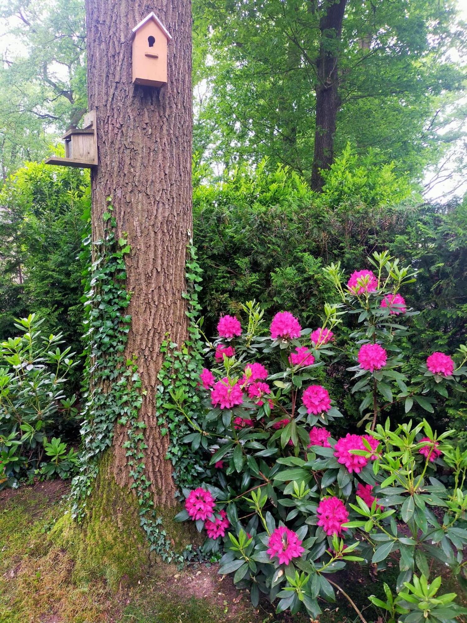 Vakantie Veluwe Wageningen Luaran gambar
